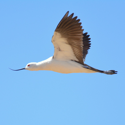 Andean Avocet